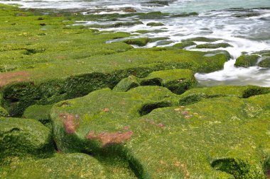Laomei Yeşil Resifi, Tayvan 'ın New Taipei şehrinde mevsimlik yosunlu volkanik kayalar.