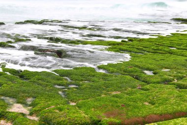 Laomei Yeşil Resifi, Tayvan 'ın New Taipei şehrinde mevsimlik yosunlu volkanik kayalar.