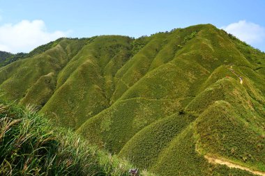 Famous Matcha (Green Tea) Mountain, Shengmu Hiking Trail (Marian Hiking Trail), Jiaoxi, Yilan, Taiwan clipart
