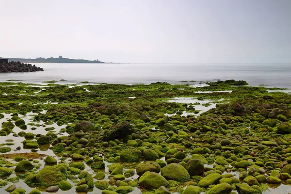 Plage Avec Algues Vertes Près Shimendong Dans District Shimen New — Photo