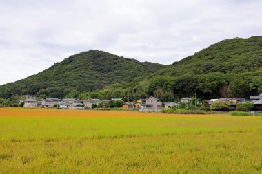 Japonya, Okayama 'daki tepenin önündeki güzel kırsal pirinç tarlası köyü.