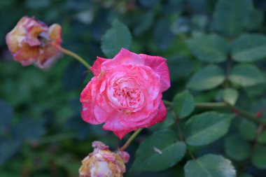 Bahçede güzel bir gül, yakın plan. Doğa arkaplanı