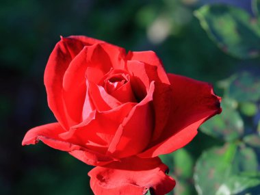 Bahçede güzel bir gül, yakın plan. Doğa arkaplanı