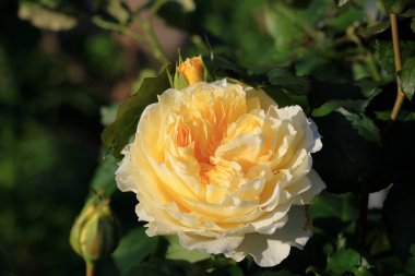 Bahçede güzel bir gül, yakın plan. Doğa arkaplanı