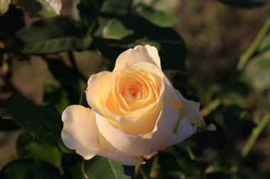 Bahçede güzel bir gül, yakın plan. Doğa arkaplanı