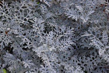 Cineraria maritima gümüş toz beyaz yaprak ayrıntıları
