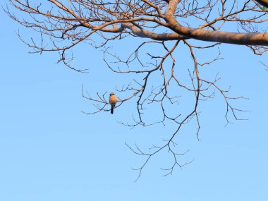 Yüksek bir dala tünemiş boğa başlı bir örümcekkuşu.