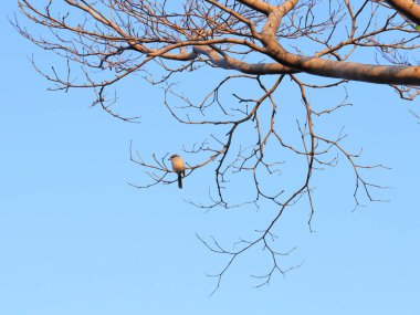 Yüksek bir dala tünemiş boğa başlı bir örümcekkuşu.
