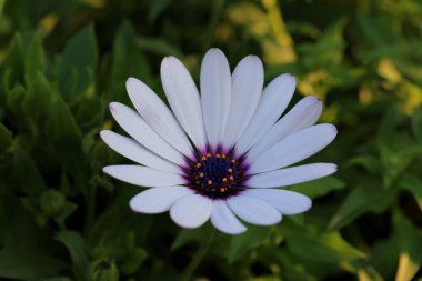 Bahçede güzel papatya çiçek kapatın