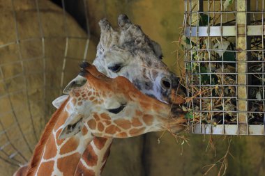Taipei Tayvan 'daki Taipei Hayvanat Bahçesinde Güzel Zürafa