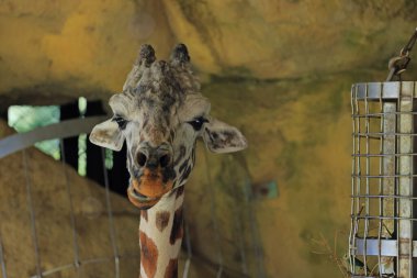 Taipei Tayvan 'daki Taipei Hayvanat Bahçesinde Güzel Zürafa