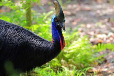 Güney Cassowary (Casuarius casuarius), hayvanat bahçesindeki büyük, uçamayan bir kuş.