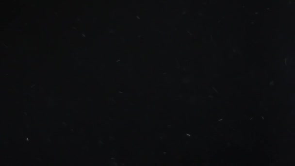 poussière nuage isolé fond noir bulle bokeh 