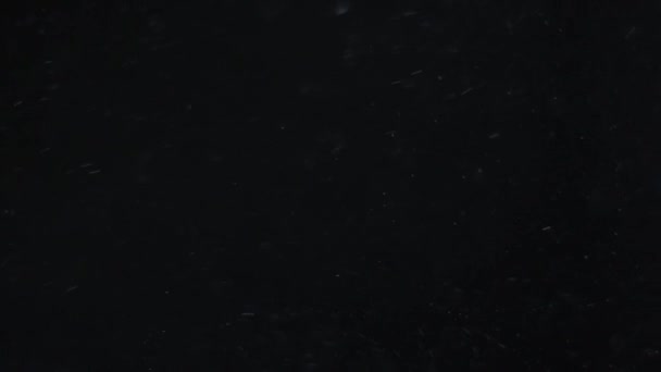 Пылевое облако изолированный черный пузырь bokeh — стоковое видео