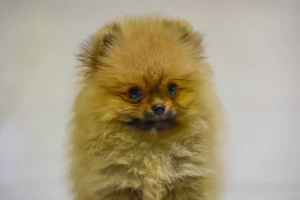 Şirin köpek yavrusu, Pomeranian.