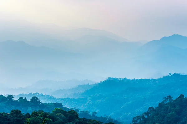Işık bir suluboya gibi orman adımla. 