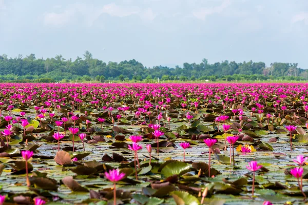 So many lotus on the lagoon. — Fotografia de Stock