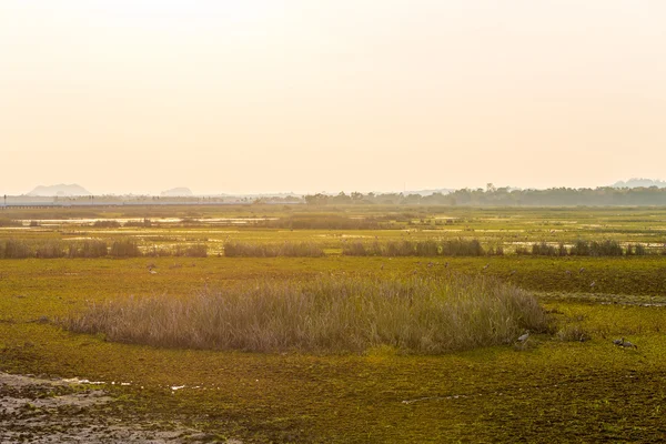 Büyük ıslak toprak.