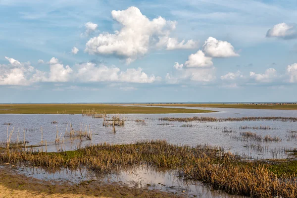 Büyük ıslak toprak.
