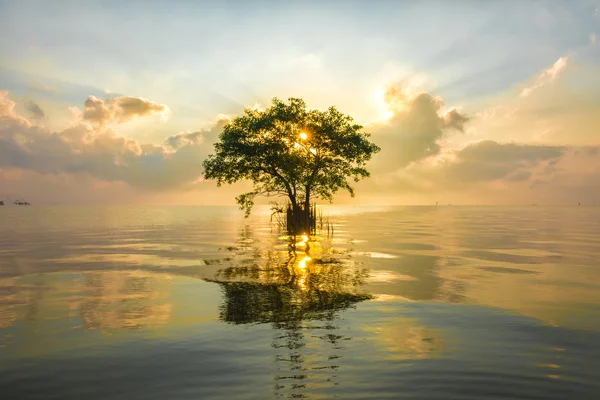 Cork Tree denizde ray ışık ile.