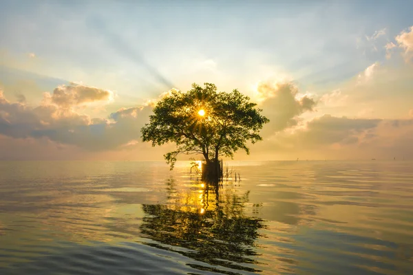 Cork Tree denizde ray ışık ile.
