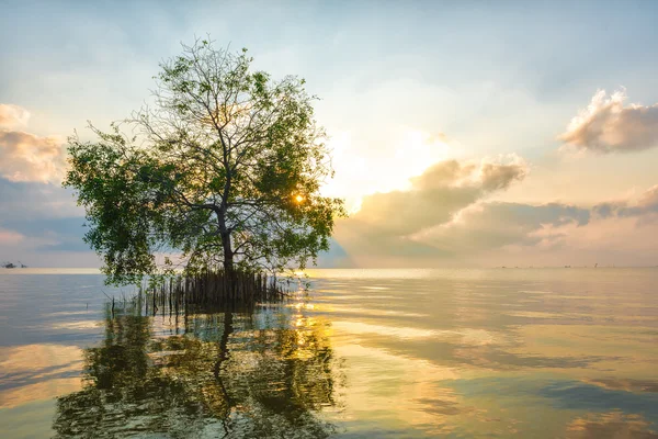 Cork Tree denizde ray ışık ile.