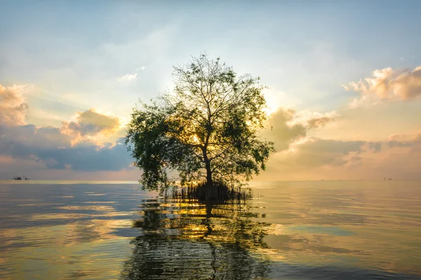 Cork Tree denizde ray ışık ile.