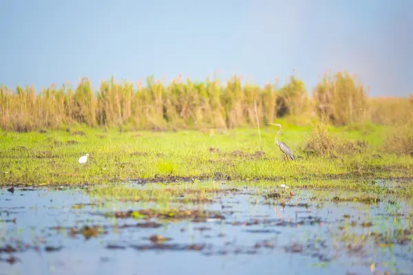 Kuş göç için ıslak toprak.