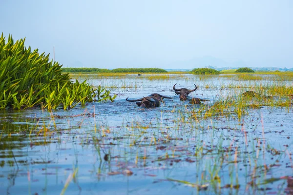 Buffalos ıslak arazi üzerinde yüzüyor.