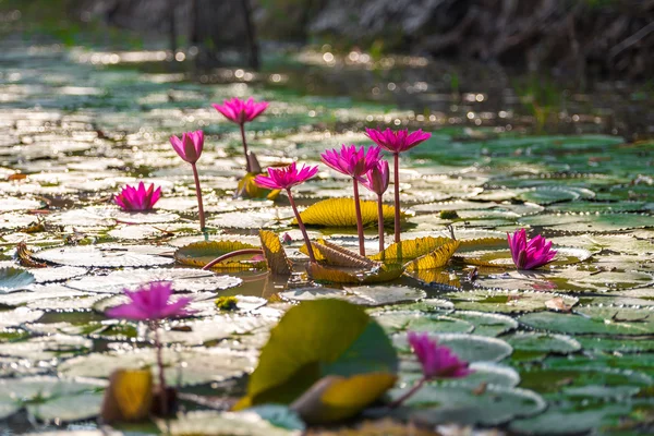 The lotus on river.