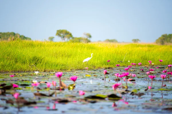 Kuş göç için ıslak toprak.