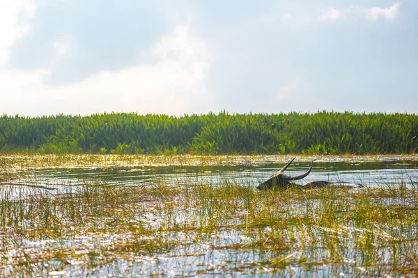 Buffalo is swimming on wet land.