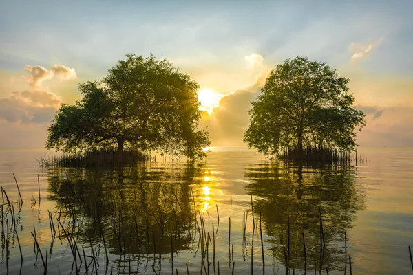 İki Cork ağaçlarıyla deniz ray ışık.