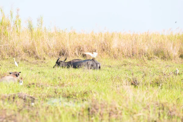 Aves intentan soporte en espalda de buffalo. — Foto de Stock