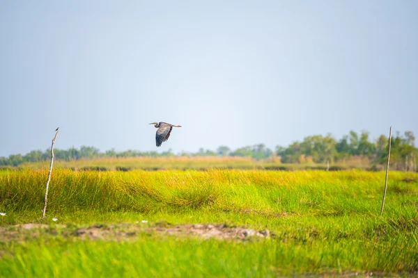Kuş göç için ıslak toprak.