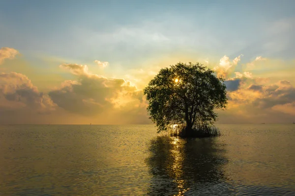 Cork Tree denizde ray ışık ile.