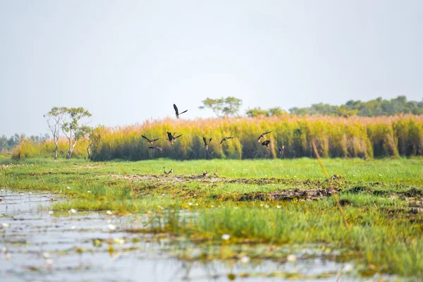 Kuş göç için ıslak toprak.