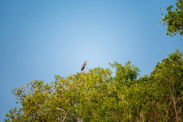 Kuş göç için ıslak toprak.