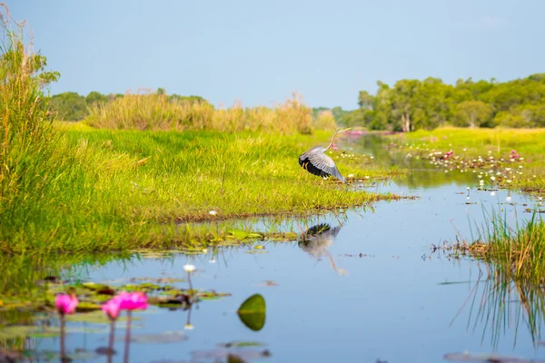 Kuş göç için ıslak toprak.