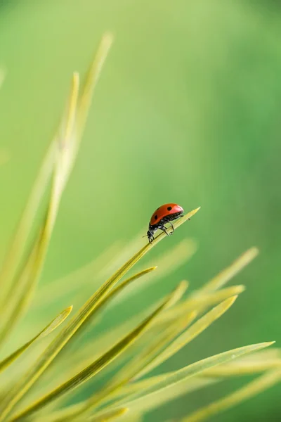 Macro de mariquita — Foto de Stock