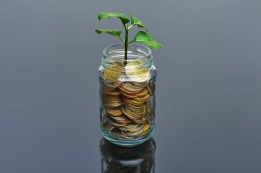 Cam kavanozdaki bozuk paralar, tepesinde küçük ağaç olan.