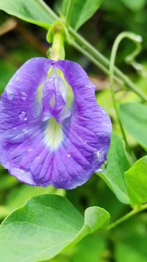 Kelebek Bezelye Çiçeği Gün Işığında Çiy Damlalarıyla Klitorya Terminali Mavi Çiçek Doğa Bahçesinde Makro Vuruşu