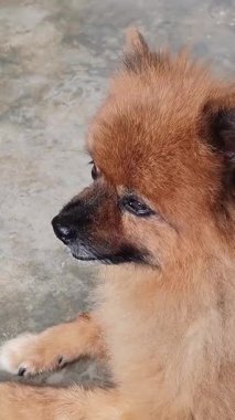 Sakin ve pofuduk Kırmızı Pomeranya Köpeği Dışarıda Dinleniyor Sessiz Anı ve Huzurlu İfadesiyle Tatlı Arkadaş Evcil Hayvanı 'nın Kapalı Portresi.