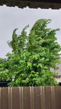 Yeşil Bitki Yaprakları ve Ağaçtaki Renkli Meyveler Rüzgarda Yavaşça Sallanırken Yağmur Damlaları Beyaz Gökyüzüne Düşerken