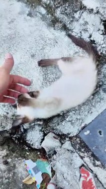 Sevimli Mavi Gözlü Siyam Kedisi Sırtüstü Yuvarlanıp Evcil Kedi Portresi ile Oynaşıyor.