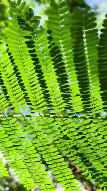 Renkli Yeşil Yapraklar Parlak Yaz Günışığı Arkaplanı Güzel Lens Işığı ve Doğal Bokeh Arkaplanı