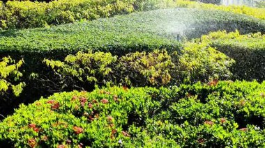 Güneşli bir günde yemyeşil çimenleri sulayan otomatik bahçe fıskiyeleri. Su damlacıkları ve sıçramalarla. Sulama ve su korumayı temsil ediyor..