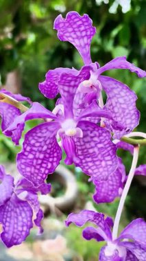 Karmaşık desenli ve yemyeşil arkaplanlı Egzotik Mor Vanda Orkide Çiçeğinin Canlı Yakın Çekimi