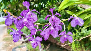 Karmaşık desenli ve yemyeşil arkaplanlı Egzotik Mor Vanda Orkide Çiçeğinin Canlı Yakın Çekimi