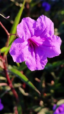 Bulanık Yeşil Doğa 'ya Karşı Altın Güneş Işığında Canlı Mor Çiçeği Kapat.